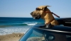 marmaduke still 